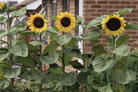 Wachsende Sonnenblumen Für Samen Und Ornamentalen Wert